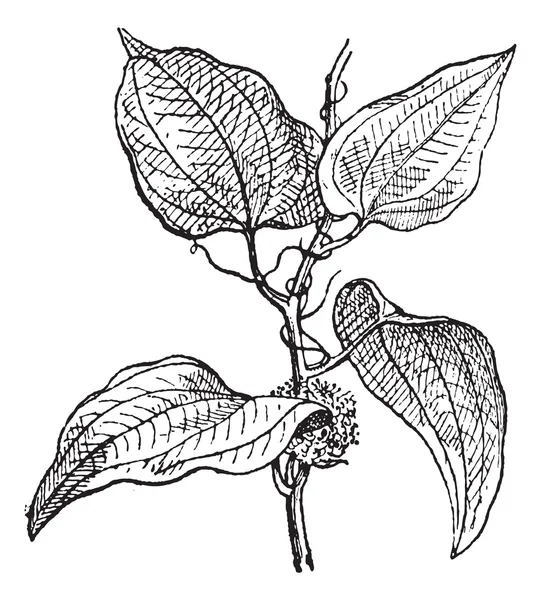 Smilax regelii o Sarsaparilla, grabado vintage . — Vector de stock