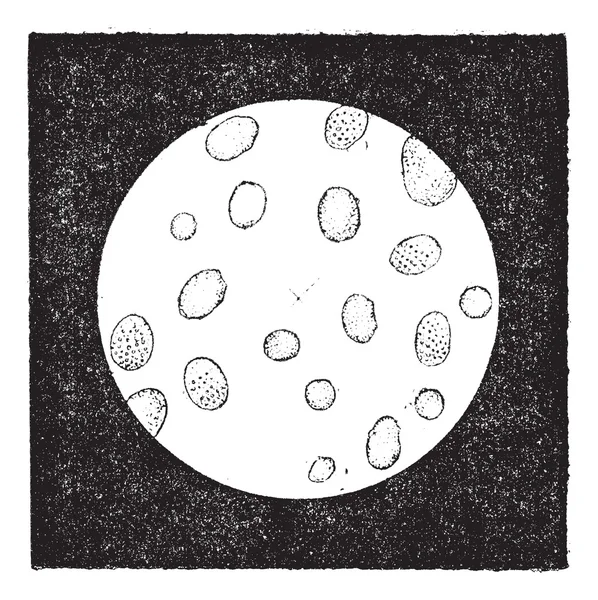 Figo. 2. Células brancas do sangue ou leucócitos, gravura vintage . — Vetor de Stock