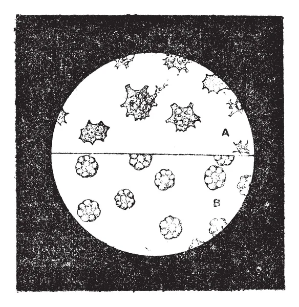 Fig. 6. A. Células incoloras del mejillón. B. B. Células sanguíneas de babosa — Archivo Imágenes Vectoriales