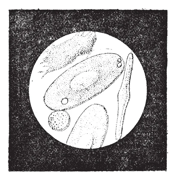 Fig. 5. Cellule del sangue di rana (55 millesimi di millimetro), vi — Vettoriale Stock