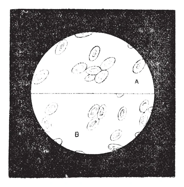 Fig. 4. A. Blood cells of birds (18 to 19 thousandths of a milli — Stock Vector