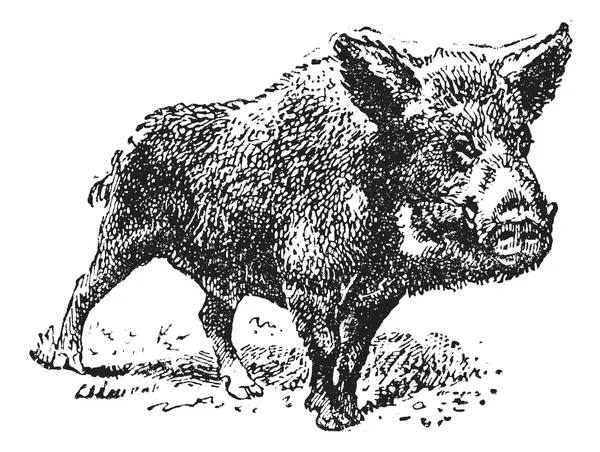 Wildschwein oder Wildschwein, Vintage-Gravur. — Stockvektor