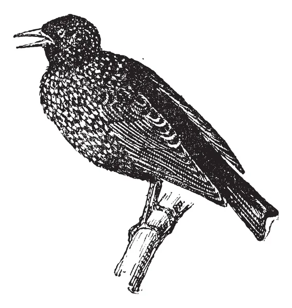 Starling, gravura vintage . — Vetor de Stock