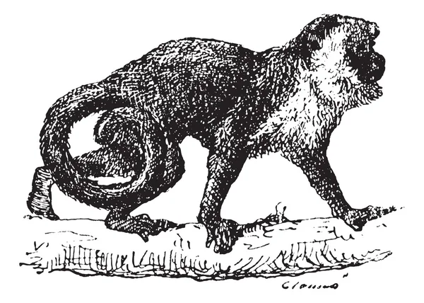 Gravure vintage singe — Image vectorielle
