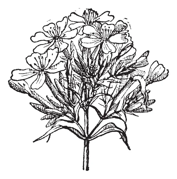 일반적인 Soapwort 또는 Saponaria officinalis 빈티지 조각 — 스톡 벡터