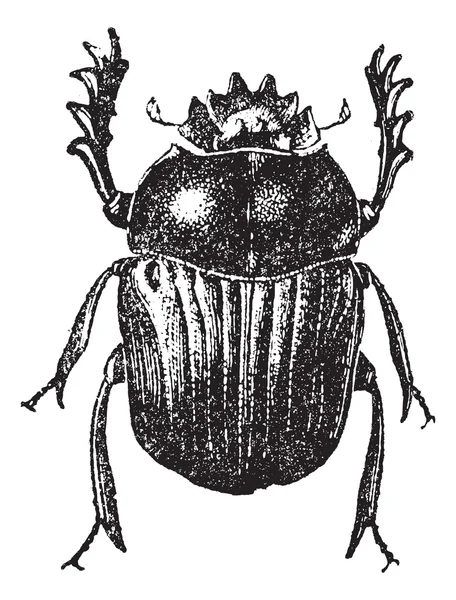 Escarabajo aislado en blanco, grabado vintage . — Archivo Imágenes Vectoriales