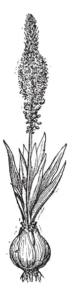 Squill или Drimia maritima, винтажная гравировка . — стоковый вектор