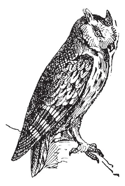 Полицейская сова, сидящая на ветке, винтажная гравировка . — стоковый вектор