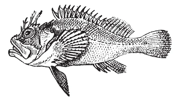 Grawerowanie Rockfish lub stonefish, vintage. — Wektor stockowy