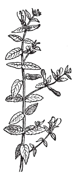 Totenkopf aus Scutellaria, Vintage-Gravur. — Stockvektor