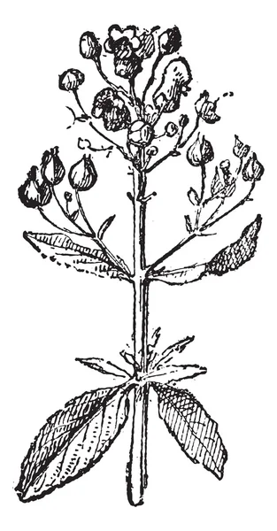 Figwort o Scrophularia, grabado vintage . — Vector de stock