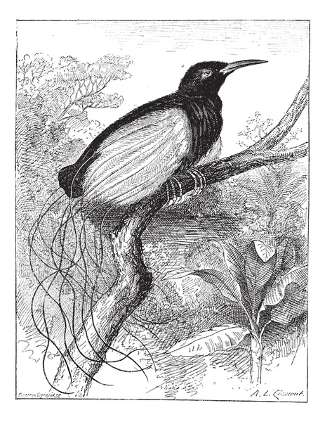Twaalf-wired vogel van het paradijs of seleucidis melanoleucus, vintag — Stockvector