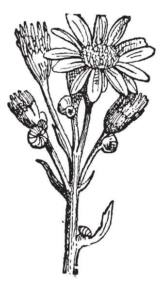 Groundsel, incisione vintage . — Vettoriale Stock