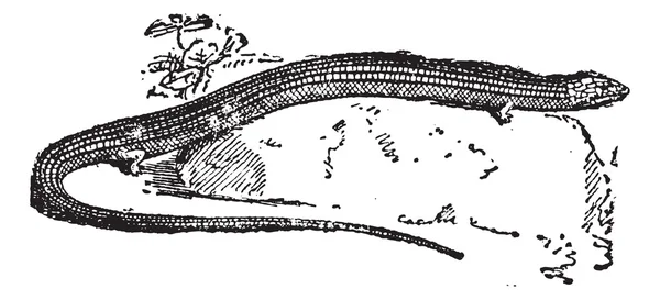 Sprutbytesprogram, en orm från medeltida monsterböckerna, vintage gravyr. — Stock vektor