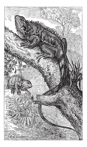 Deux Iguanas gravure vintage — Image vectorielle