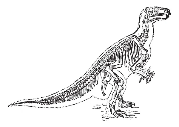 Iguanodon vintage engraving — Stock Vector