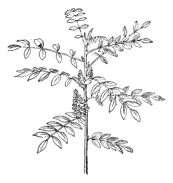 Ware indigo of Indigoplant tinctoria vintage gravure — Stockvector