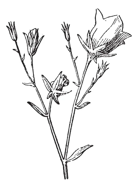 Campanula of bellflower vintage gravure — Stockvector