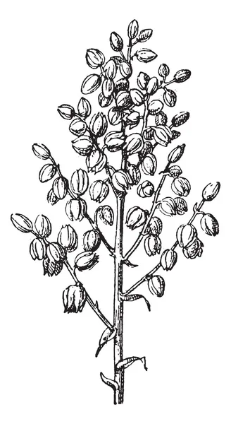Yucca Chaparral ou comum yucca gravura do vintage — Vetor de Stock