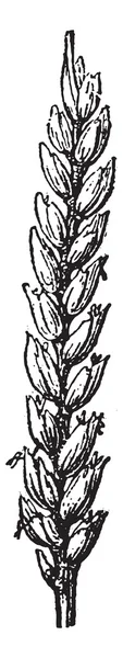 Ortak buğday veya triticum soğanı antika gravür — Stok Vektör