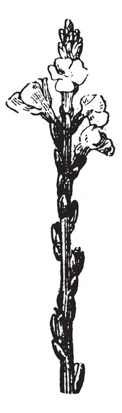 Винтажная гравюра из вербены или вербены — стоковый вектор