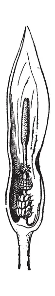 Fig.15. Arum, incisione vintage . — Vettoriale Stock
