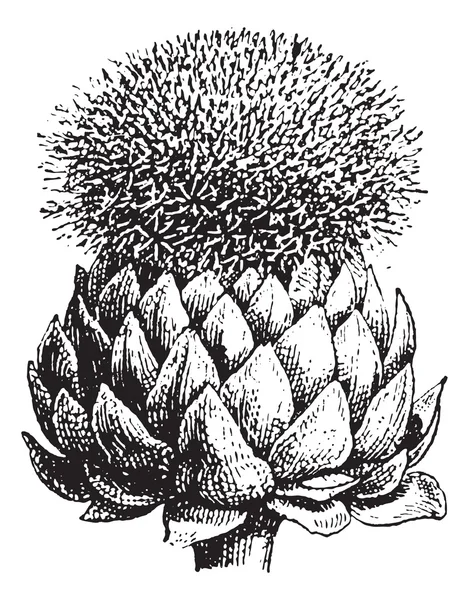 Fig.17. Artichaut ou Globe Artichaut, gravure vintage . — Image vectorielle
