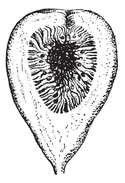 Fig.18. fig, vintage gravyr. — Stock vektor