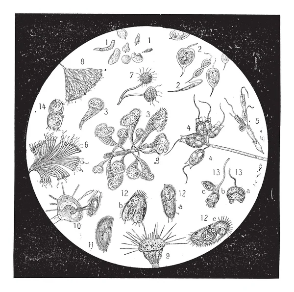 Terre diatomée ou diatomite, gravure vintage . — Image vectorielle