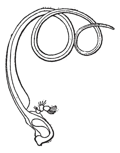 图 5。吸虫 spiritrompe，复古雕刻. — 图库矢量图片