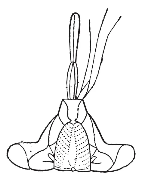 Жгучие насекомые Hemiptera Mouth, винтажная гравировка . — стоковый вектор