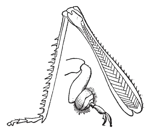 Fig 9. Insectos, patas traseras de un saltamontes, grabado vintage . — Archivo Imágenes Vectoriales