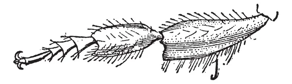 Fig 8. Insectos, patas traseras de una abeja, grabado vintage . — Vector de stock