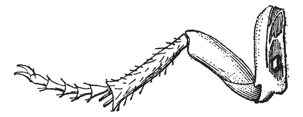 Fig 7. insekt, hind benet av slitskydd, vintage gravyr. — Stock vektor