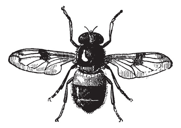 Fig 19. Volucella, vintage engraving.
