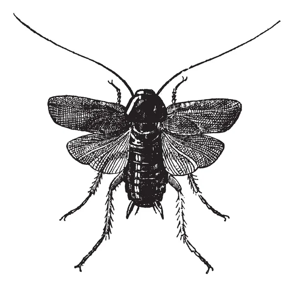 Fig 83. Cockroach, vintage engraving. — Stock Vector