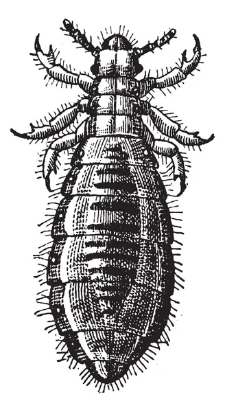 Fig 17. Louse Diptera, vintage gravyr. — Stock vektor