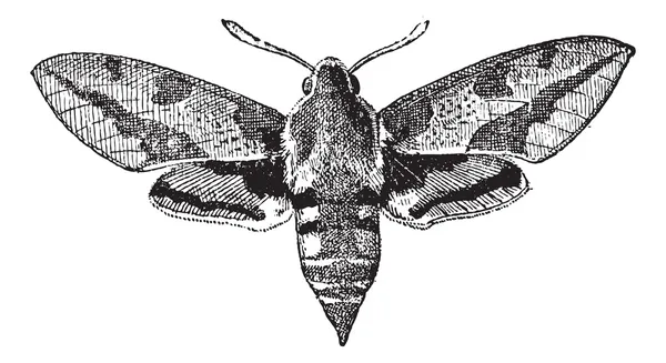 Fig 23. Deilephila, grabado vintage . — Vector de stock