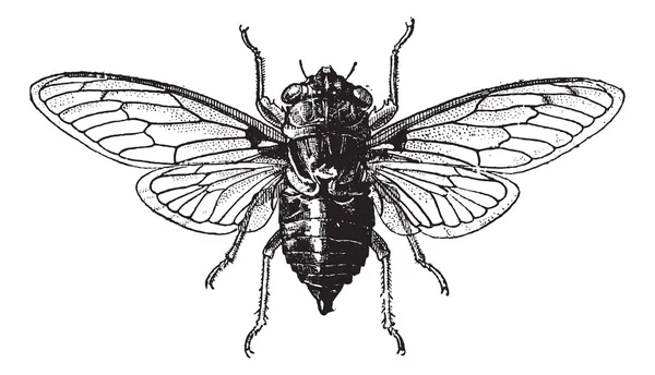 Рис 14. cicada, vintage гравіювання. — стоковий вектор