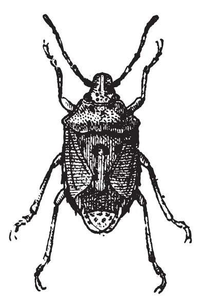 Fig 13. Bug, gravure vintage . — Image vectorielle