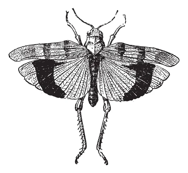 Fig 9. buruk. coleopteres, antika gravür. — Stok Vektör