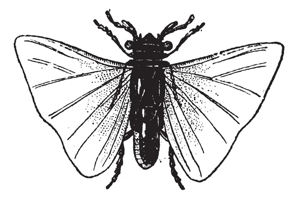 Fig. 7. Stylops Orthoptera, gravura vintage . — Vetor de Stock