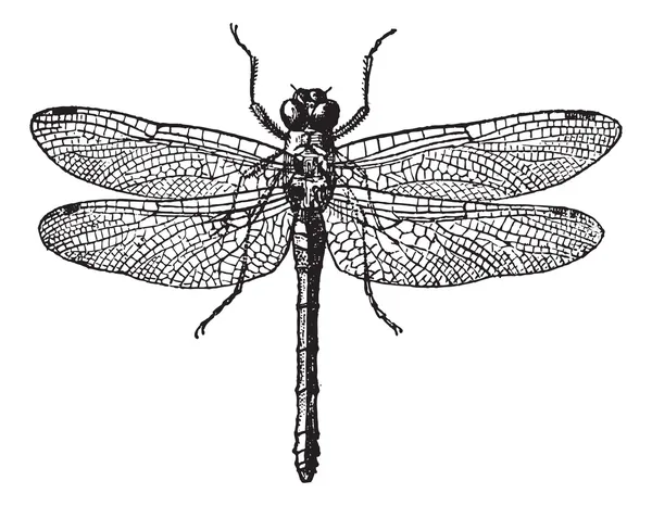 图 1。蜻蜓，复古雕刻. — 图库矢量图片