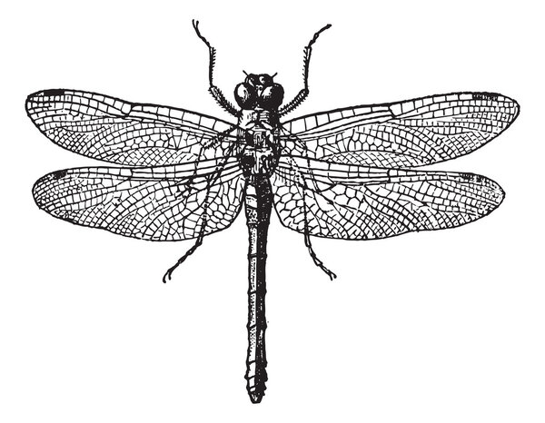 Рис. 1. Стрекозы, винтажная гравировка
.