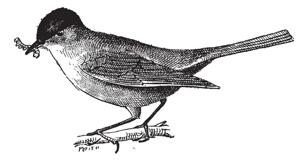 Insectivorous bird, vintage engraving. — Stock Vector