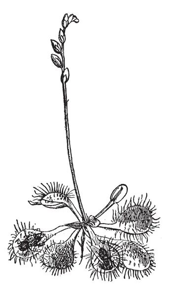 Insektenfressender Sonnentau (drosera rotundifolia), Weinlesegravierung. — Stockvektor