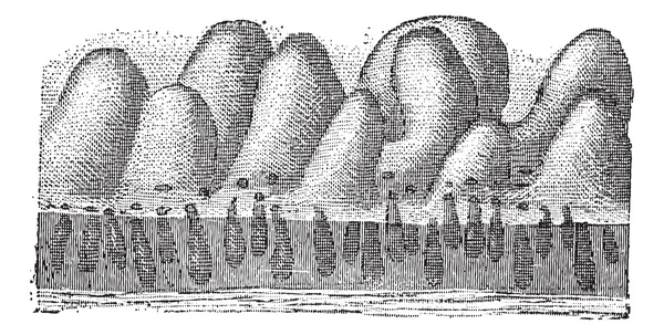 Zdj. 5. Krypta jelit lub gruczołów lieberkuhn, rocznik engrav — Wektor stockowy