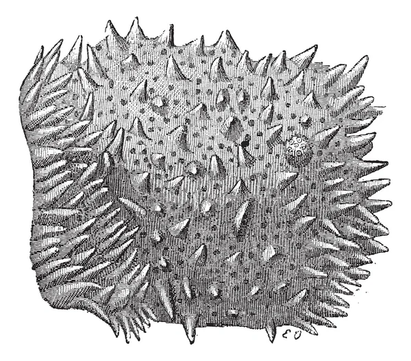 Abb. 3. Darm, Zotten im mittleren Teil des Dünndarms — Stockvektor