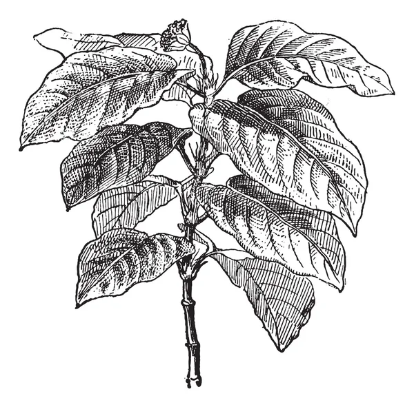 Ipecacuanha atau Psychotria, ukiran antik . - Stok Vektor