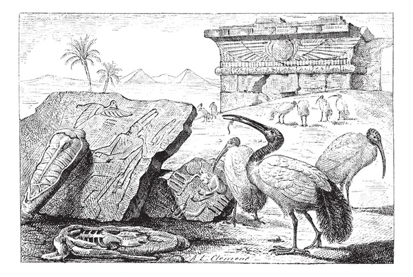 Ομάδες ibises vintage Χαρακτική — Διανυσματικό Αρχείο